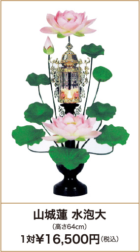山城蓮 水泡大（高さ64cm）1対¥16,500円（税込）